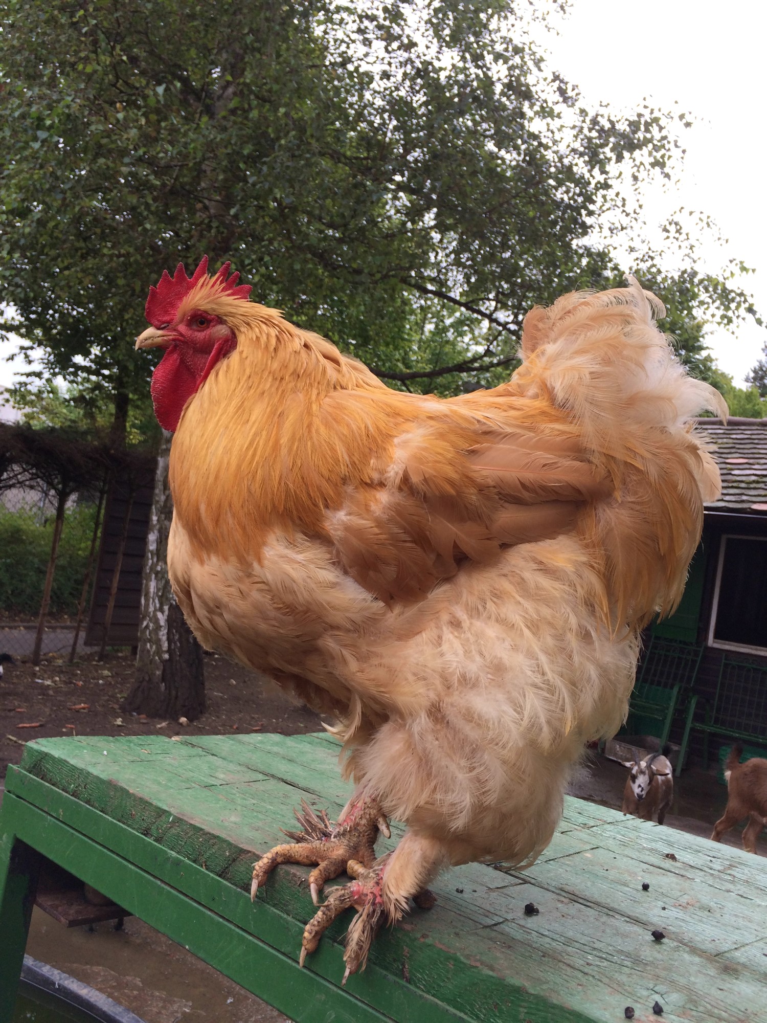 Impressionen aus der Tier-Oase