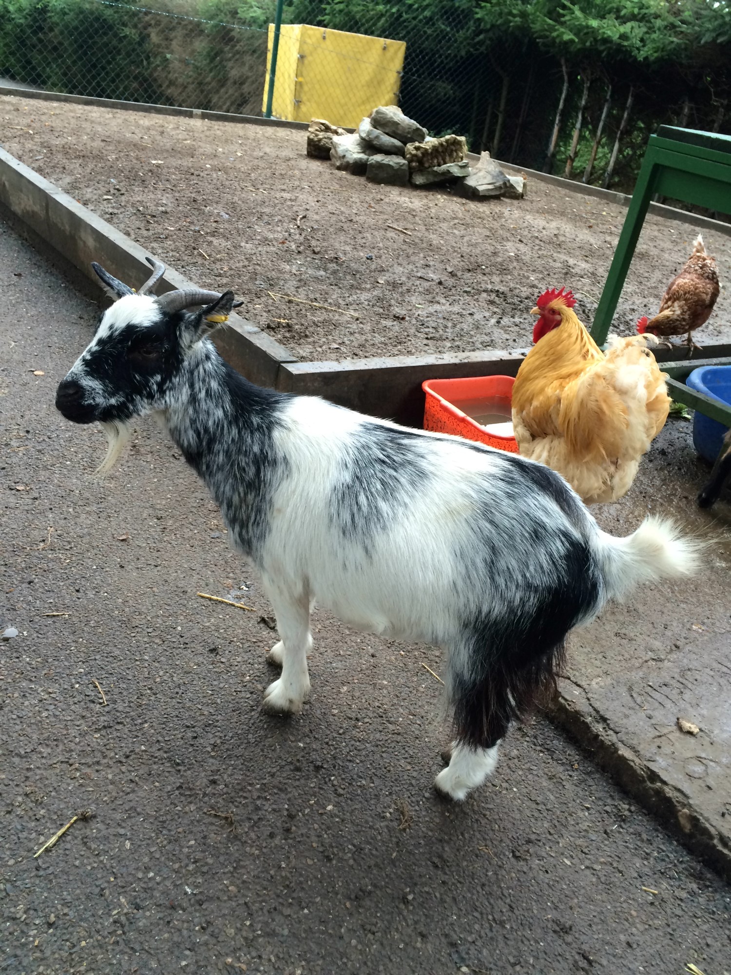 Impressionen aus der Tier-Oase