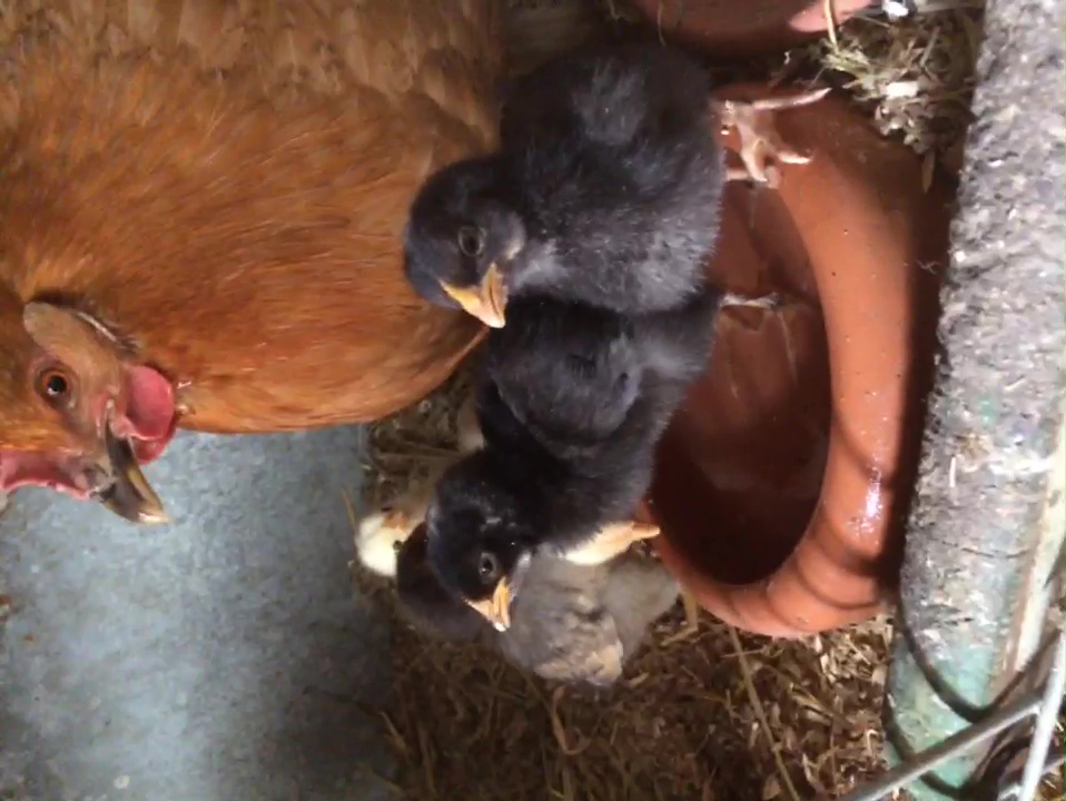 Impressionen aus der Tier-Oase