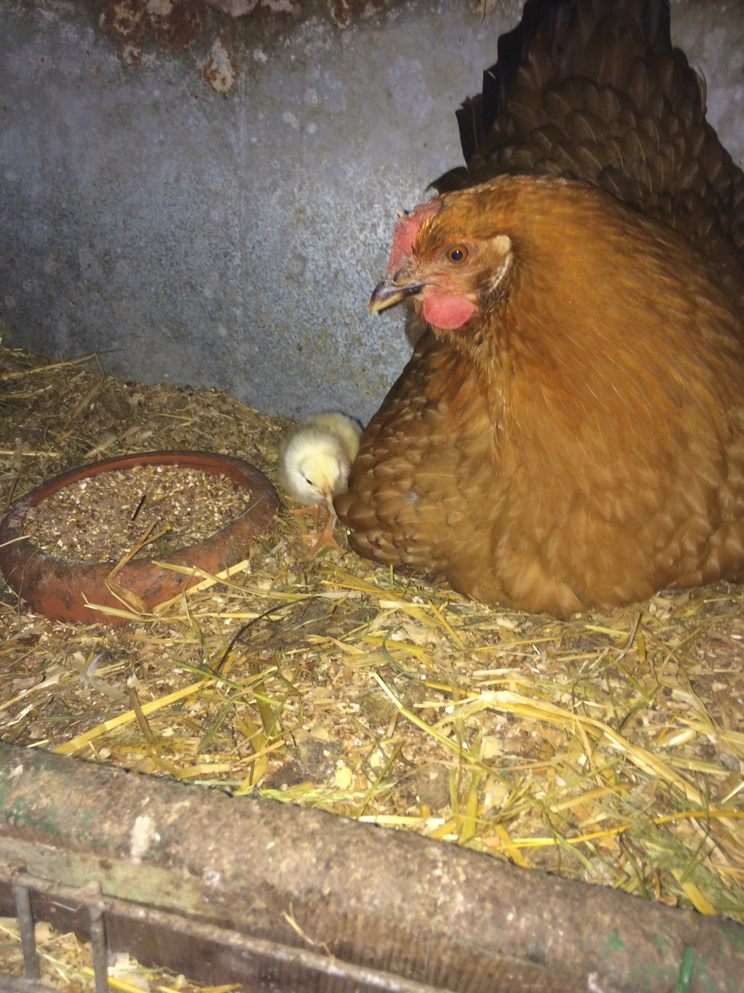 Impressionen aus der Tier-Oase