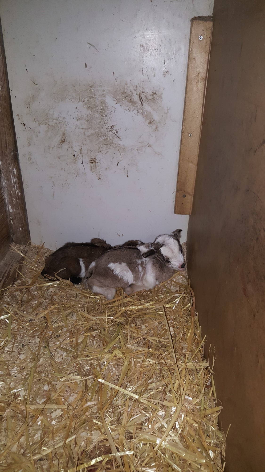 Impressionen aus der Tier-Oase