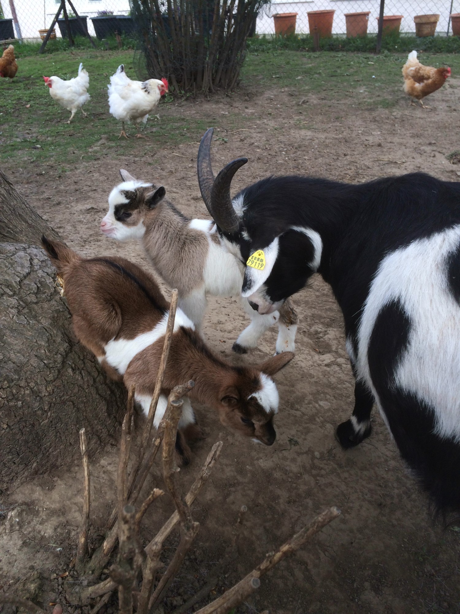 Impressionen aus der Tier-Oase