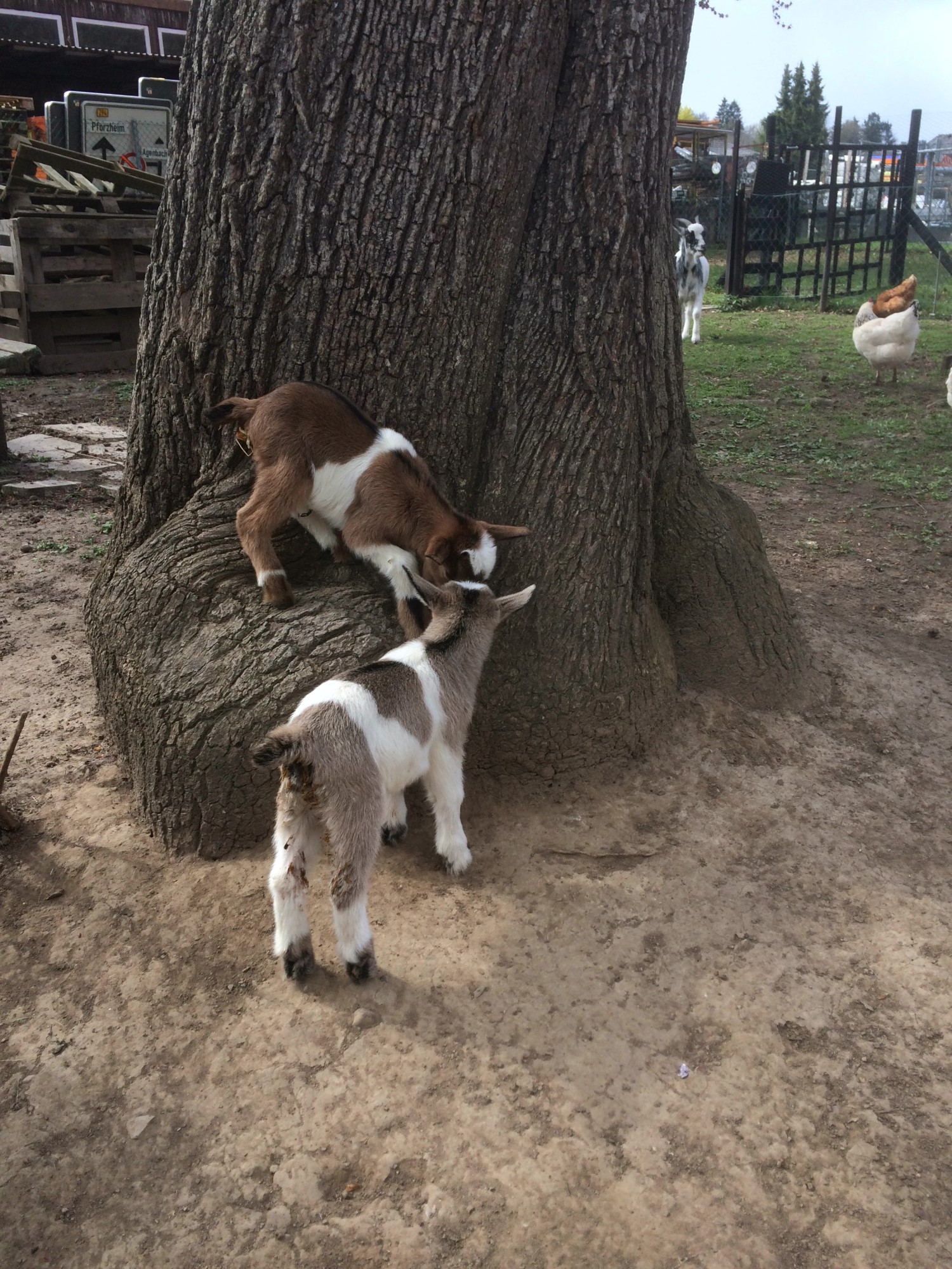 Impressionen aus der Tier-Oase