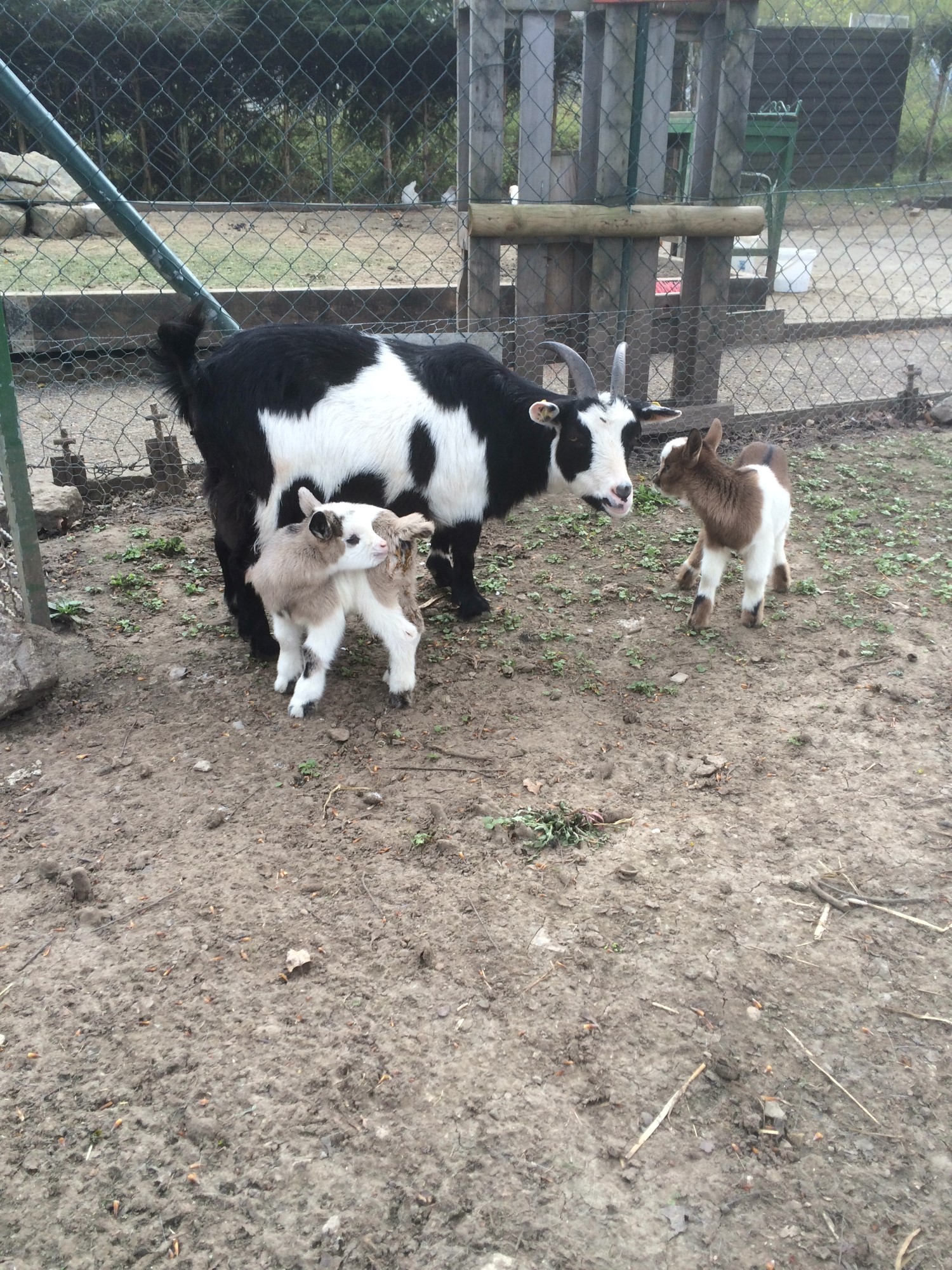 Impressionen aus der Tier-Oase