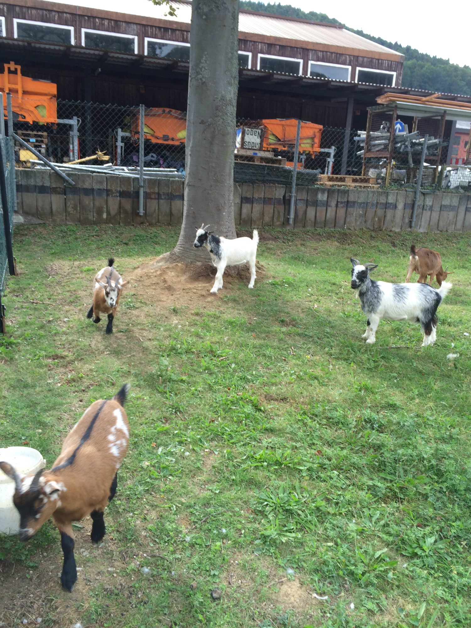 Impressionen aus der Tier-Oase