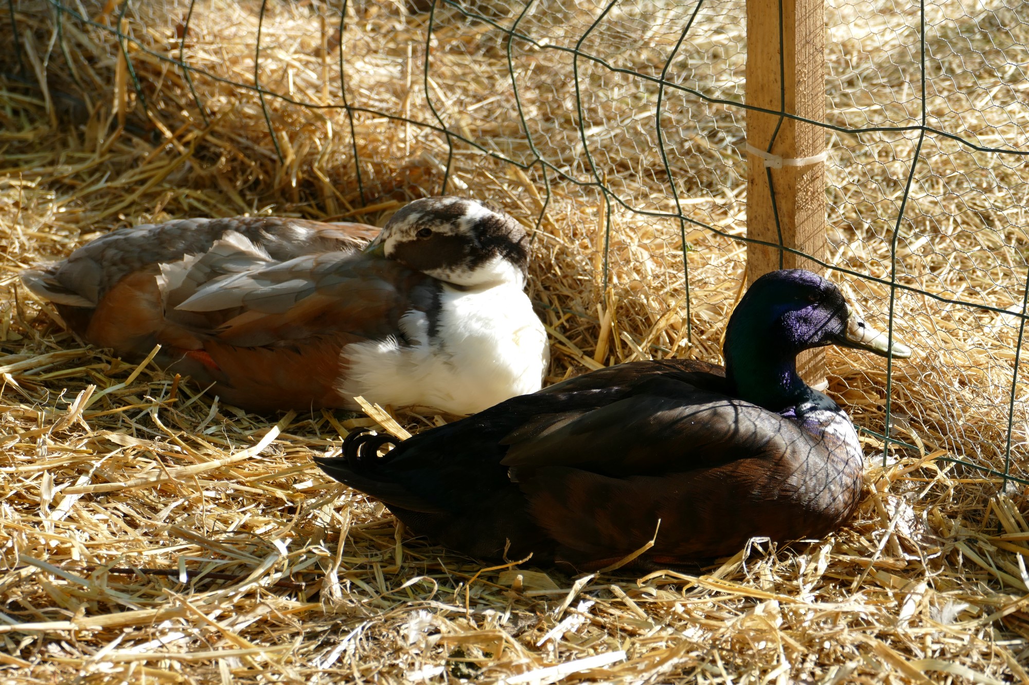 Impressionen aus der Tier-Oase