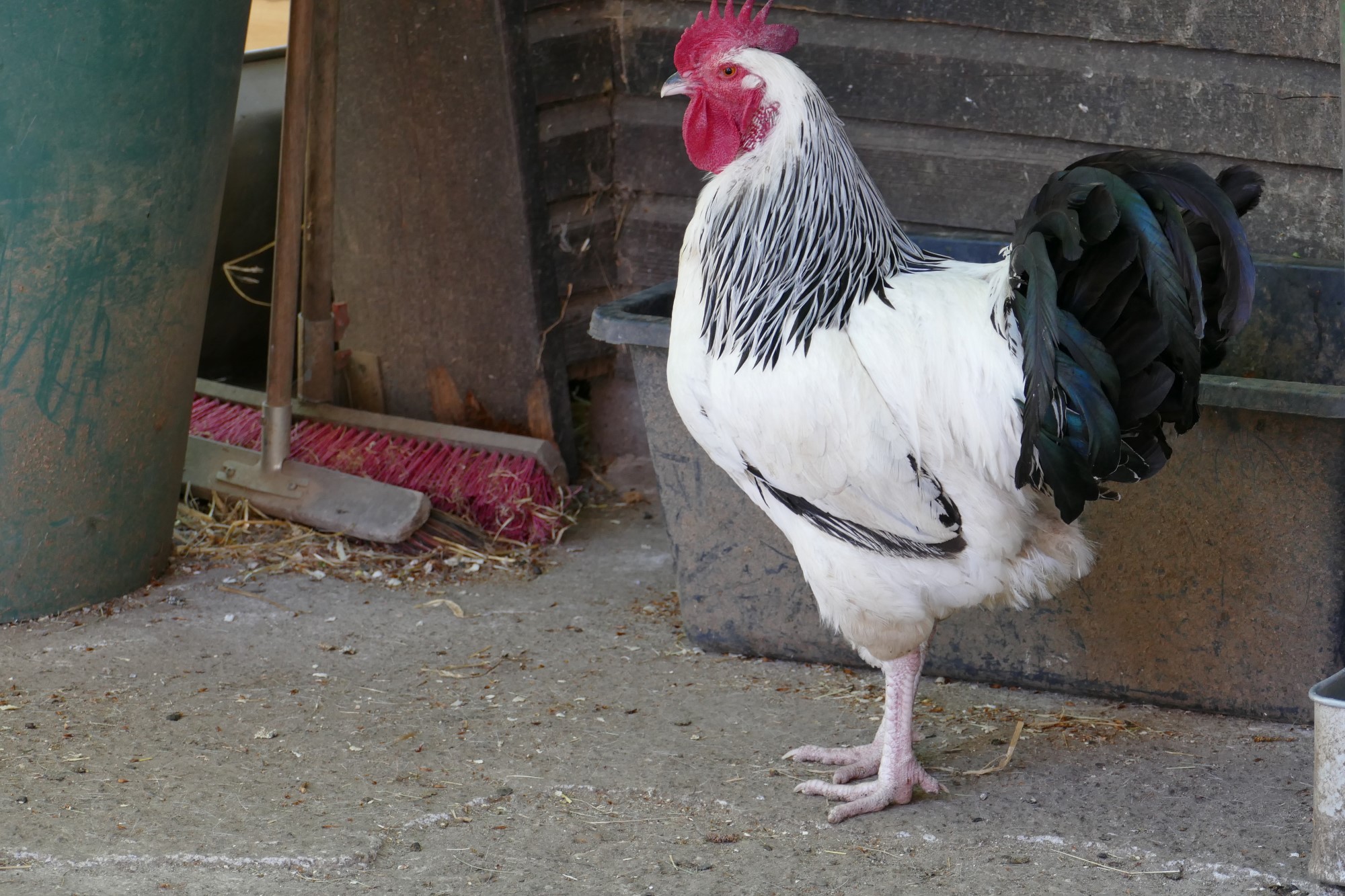 Impressionen aus der Tier-Oase