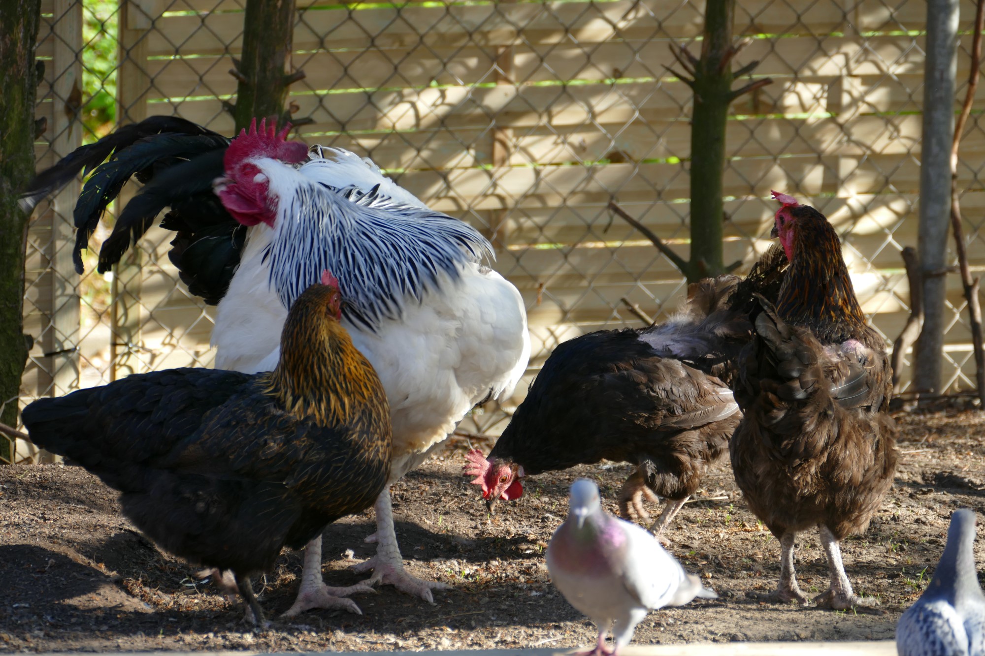 Impressionen aus der Tier-Oase