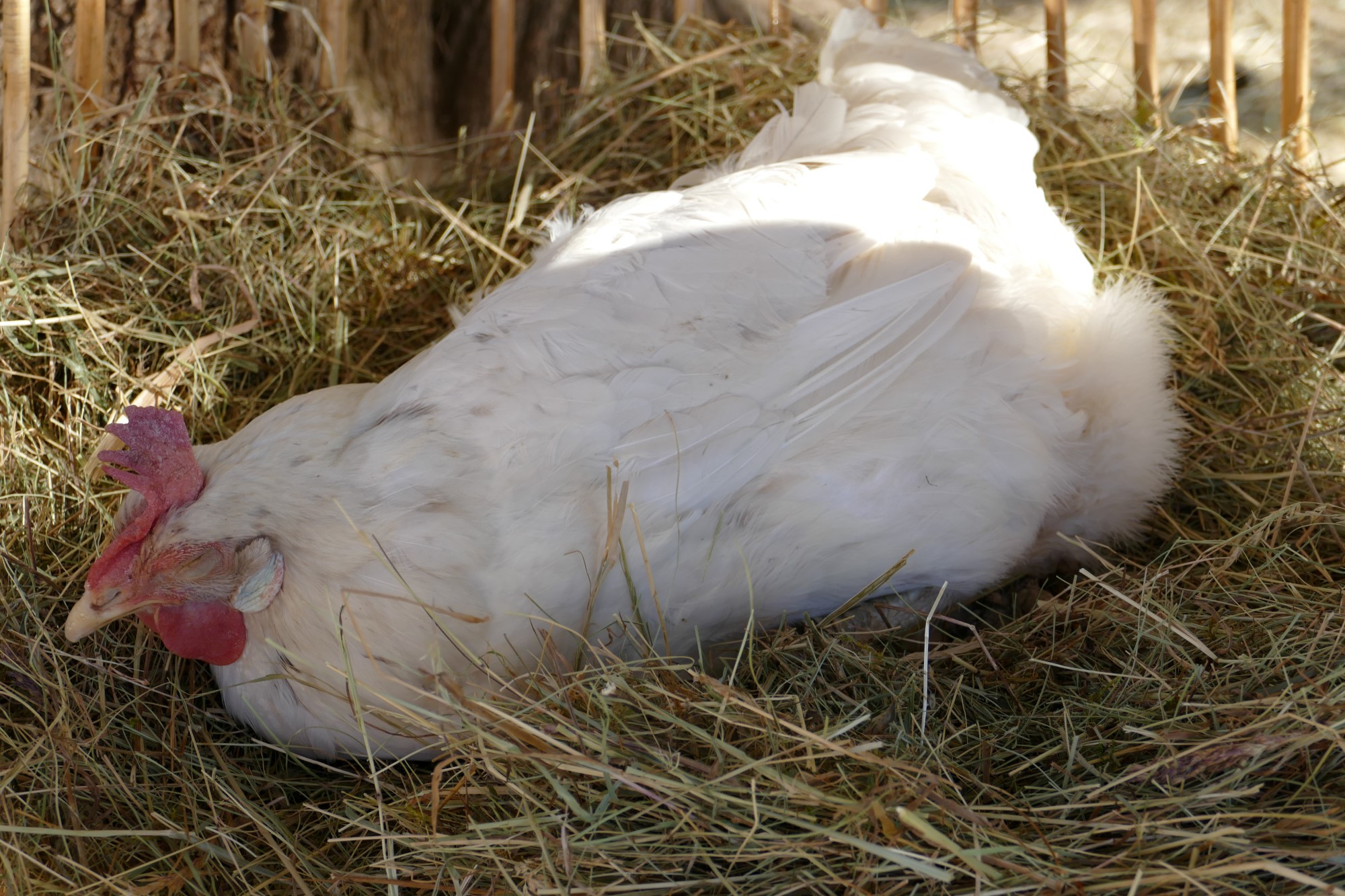 Impressionen aus der Tier-Oase