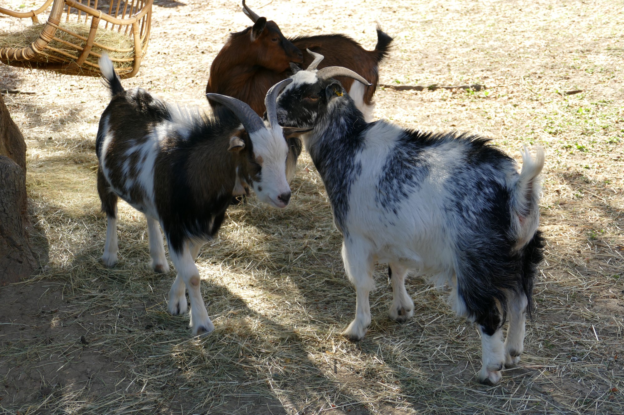 Impressionen aus der Tier-Oase