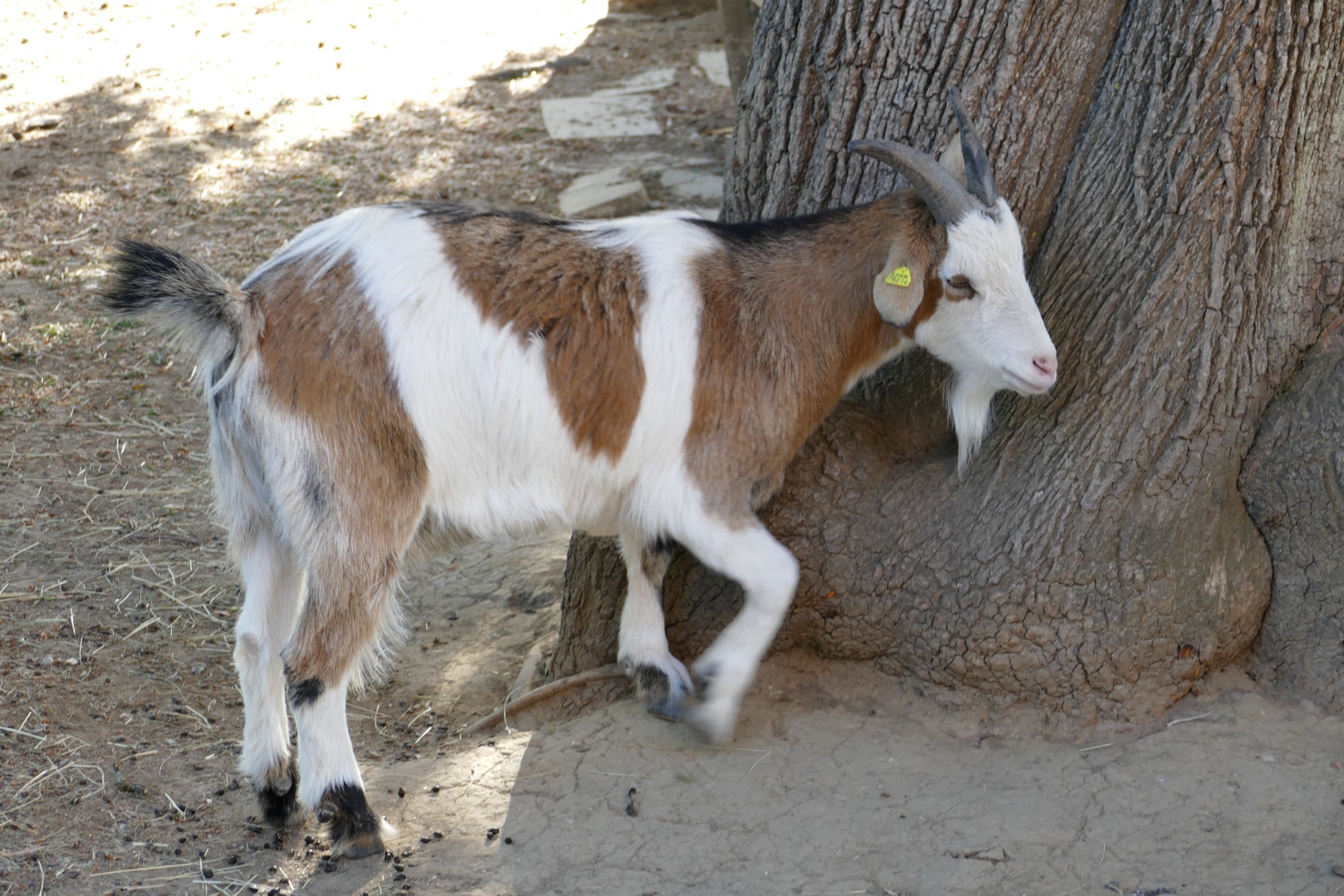 Impressionen aus der Tier-Oase