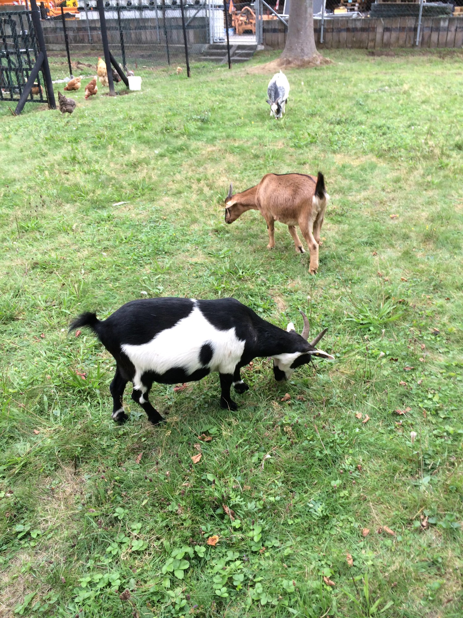 Impressionen aus der Tier-Oase